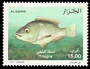 Algerien 2007 Nilbuntbarsch