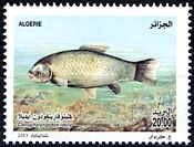 Algerien 2013 Fischzucht Graskarpfen