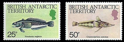 Antarktis 1984 Meerestiere Fische