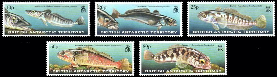 Antarktis 1999 Fischsatz