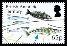 Antarktis 2014 Nahrungskette Fische