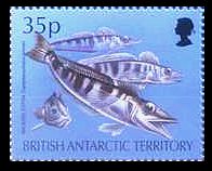 Antarktis 1994 Block Fische