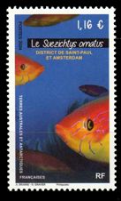 Französische Antarktis 2024 Regenbogenlippfisch