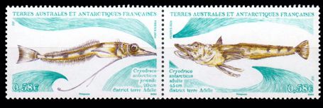 Französische Antarktis 2024 Eisfisch Serie