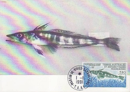 Antarktis 1991 Eisfisch Maximumkarte