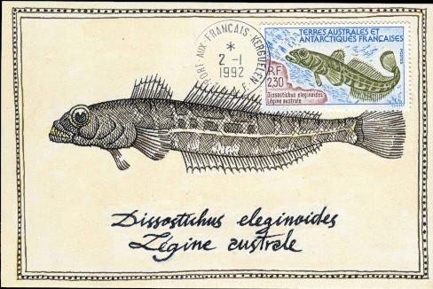 Antarktis 1992 Fisch FDC