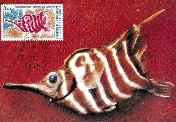 Antarktis 1993 Fisch FDC