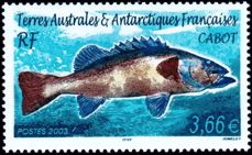 Französische Antarktis 2003 Wrackbarsch