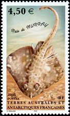 Französische Antarktis 2005 Rochen