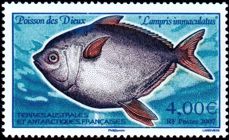 Französische Antarktis 2007 Südlicher Gotteslachs