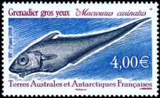 Französische Antarktis 2008 Grenadierfisch