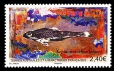Französische Antarktis 2012 Lepidonotothen larseni