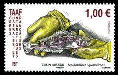 Französische Antarktis 2013 Grauer Felsendorsch