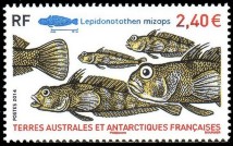 Französische Antarktis 2014 Antarktisdorsch