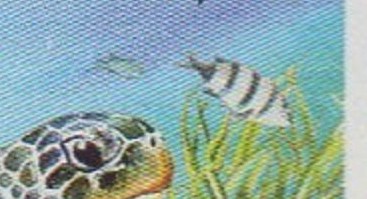 Französische Antarktis 2014 Suppenschildkröte Großformat