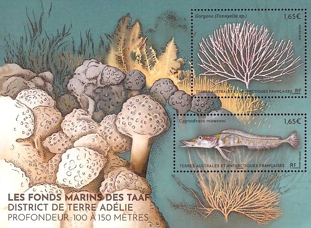 Französische Antarktis 2023 Meeresboden Adelieland