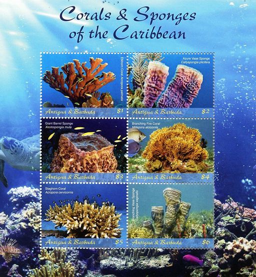 Antigua Barbuda 2018 Korallen Kleinbogen