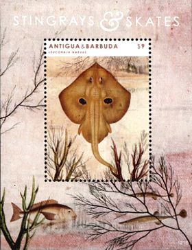 Antigua Barbuda 2012 Block Rochen