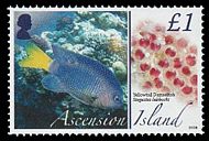 Ascension 2008 Ei legende Tiere Fischmotiv