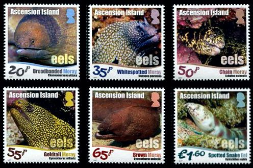 Ascension 2017 Muränen und Aale Satz