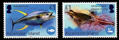 Ascension 2021 Blue Belt Programme Satz