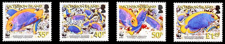 Ascension 2007 Naturschutz Zwergkaiserfisch Satz