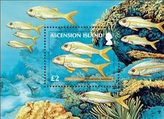 Ascension 2012 Korallenfische Block