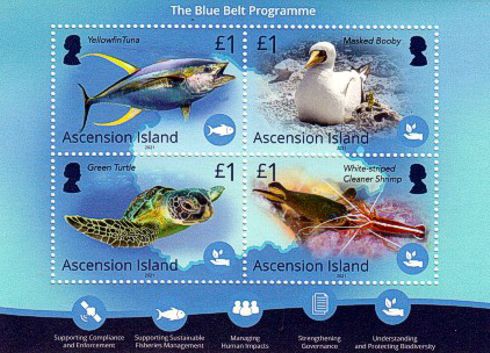 Ascension 2021 Blue Belt Programme Block