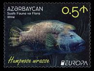 Aserbaidschan 2024 Unterwasserfauna Napoleon-Lippfisch