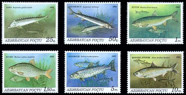 Aserbaidschan 1993 Fische Satz