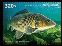 Armenien 2025 Tiere Karpfen Satz