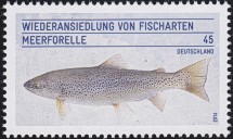 Meerforelle Wiederansiedlung Deutschland 2014