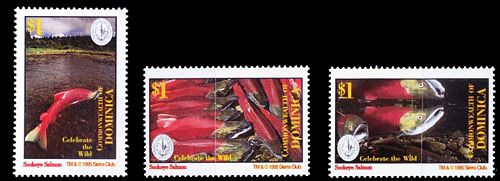 Sierra Club Kleinbogen Dominica 1995