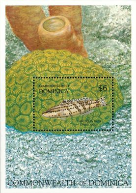 Korallenriff Block Dominica 1992