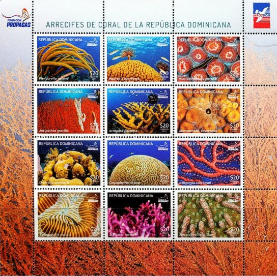 Korallen Kleinbogen Dominikanische Republik 2019
