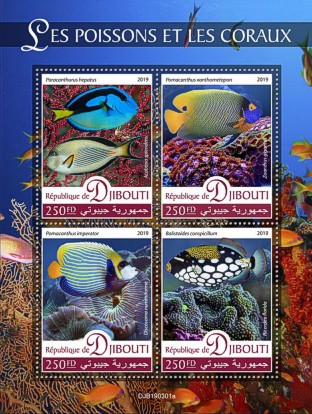 Fauna Kleinbogen Dschibuti 2019