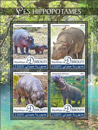 Fauna Kleinbogen Dschibuti 2019