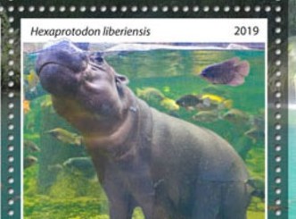 Fauna Detail Dschibuti 2019