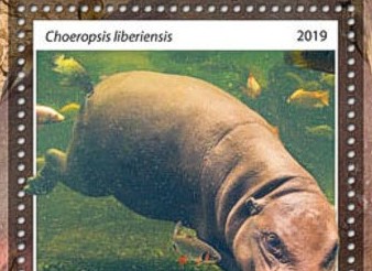 Fauna Detail Dschibuti 2019