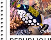 Schildkröten Block Detail Dschibuti 2018