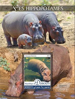 Fauna Block Dschibuti 2019
