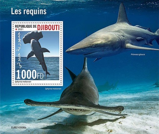 Haie Block Dschibuti 2021