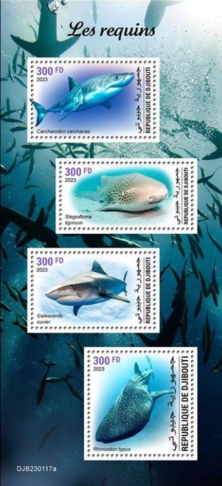 Haie Kleinbogen Dschibuti 2023