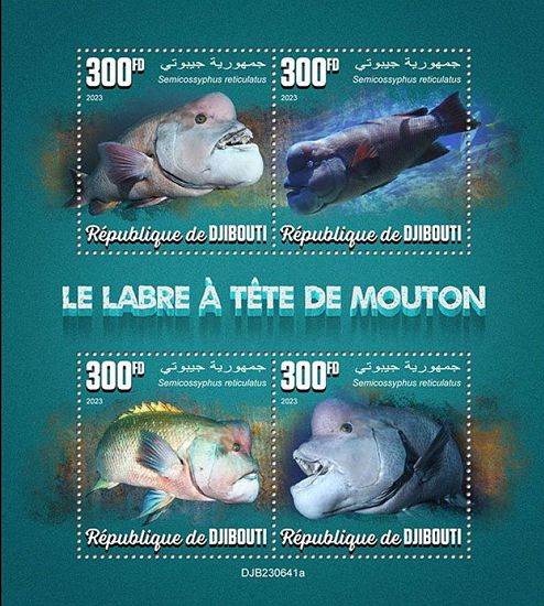 Giftige Tiere Kleinbogen Dschibuti 2023