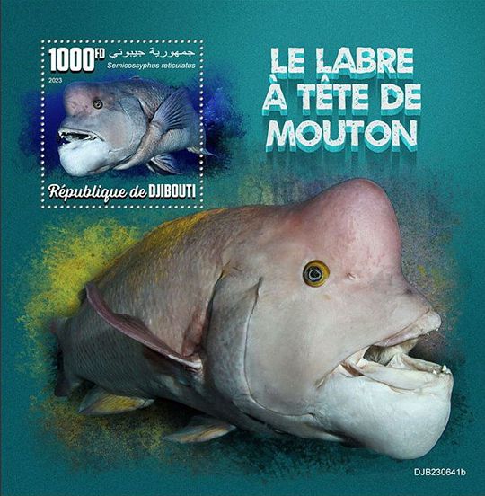 Giftige Tiere Kleinbogen Dschibuti 2023