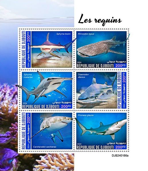 Haie Kleinbogen Dschibuti 2024