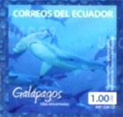 Ecuador 2012 Galapagos Hammerhaie