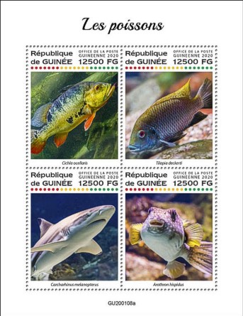 Kleinbogen Fische Guinea 2020
