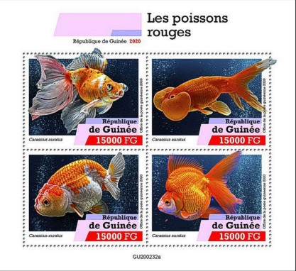 Kleinbogen Goldfische (Carassius auratus) Guinea 2020