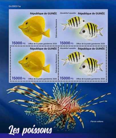 Kleinbogen Fische Naturkunde Guinea 2020 mit Gelben Segelflossendoktoren (Zebrasoma flavescens) und Gestreifte Sergeanten (Abudefduf saxatilis)